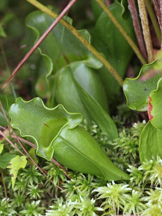 Sarracenia purpurea - Brown's Lake Bog Preserve