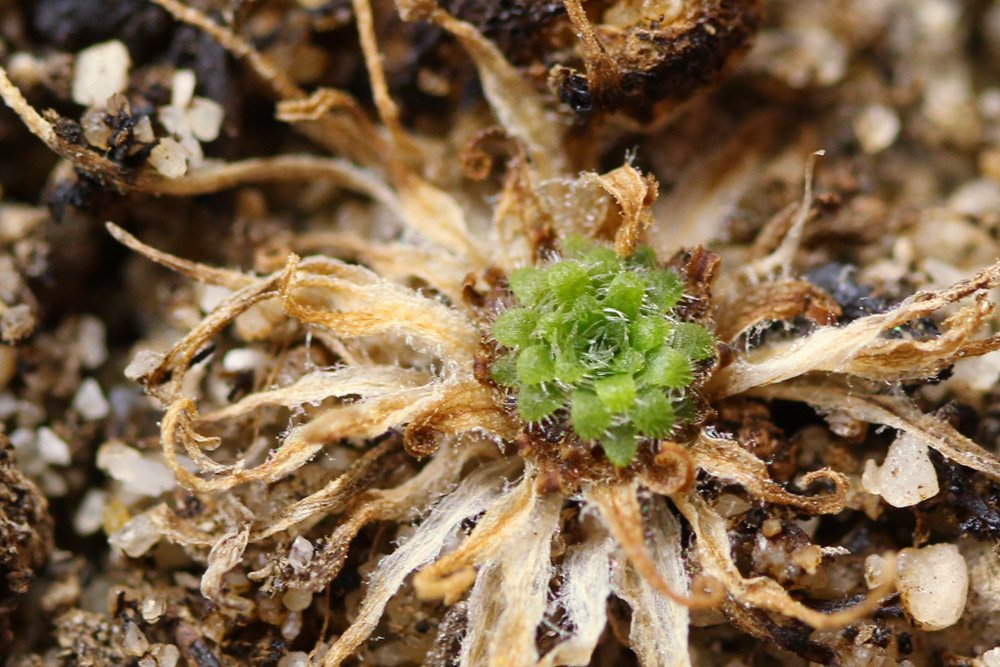 Pinguicula gypsicola in succulent phase