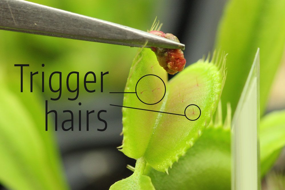 Feeding Venus Flytrap with Tweezers