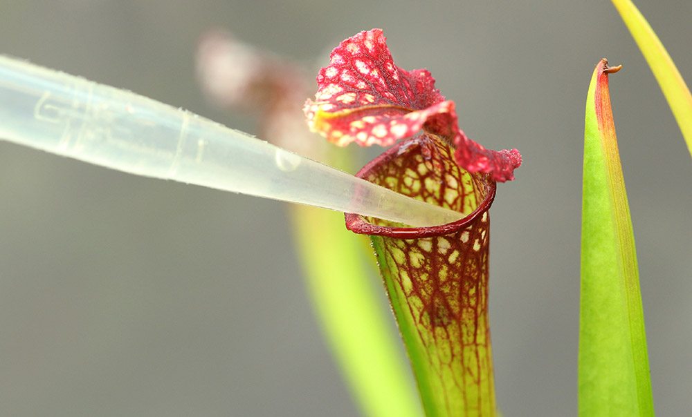 Feeding Pitcher Plant with Pipette