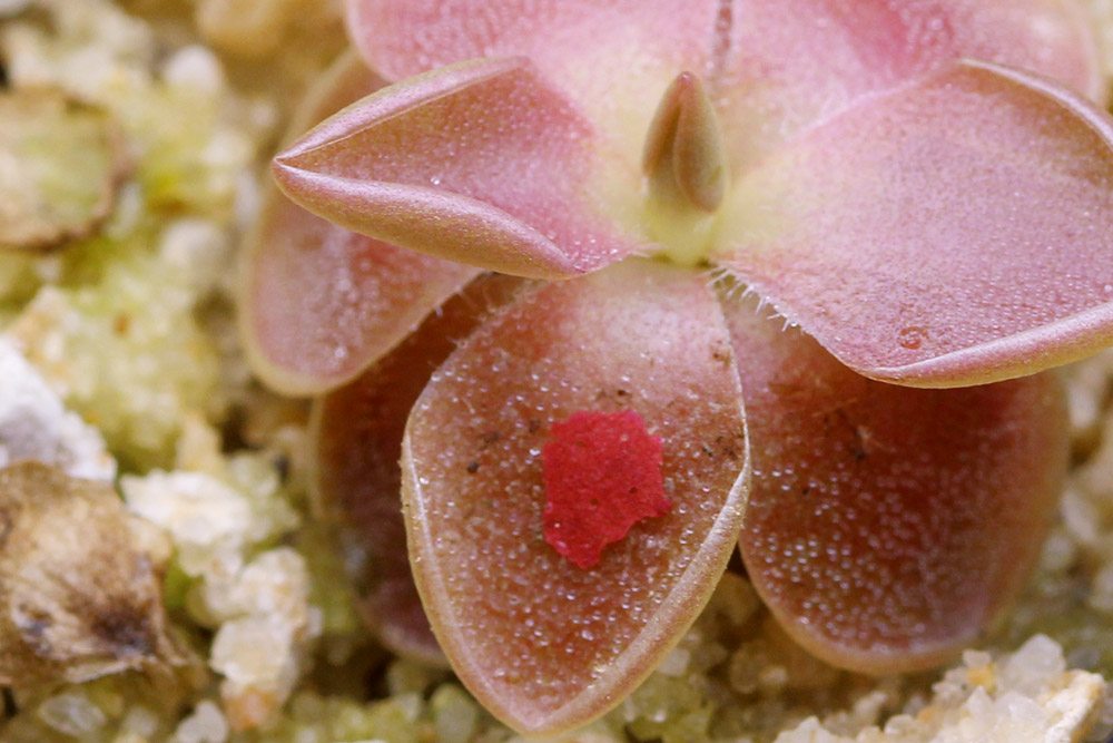 Pinguicula with Food