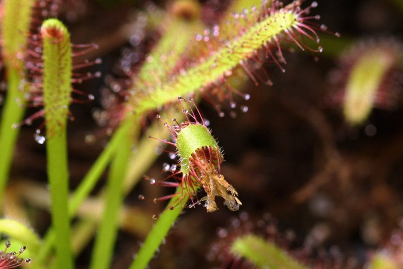 How To Feed Carnivorous Plants Tips & Techniques Curious Plant