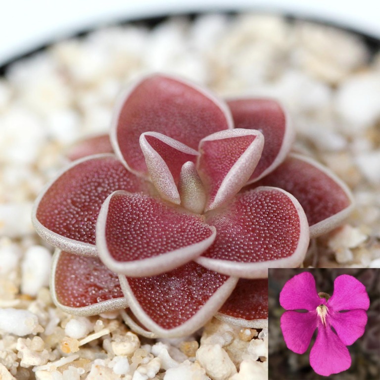 Pinguicula ehlersiae Mexican Butterwort Curious Plant