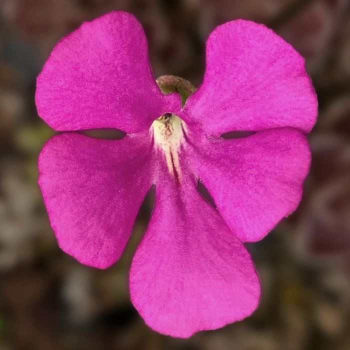 Pinguicula ehlersiae 'Victoria' Butterwort Carnivorous Plants