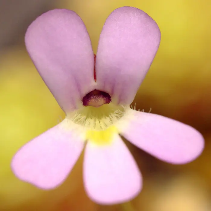 Pinguicula esseriana Butterwort Carnivorous Plants
