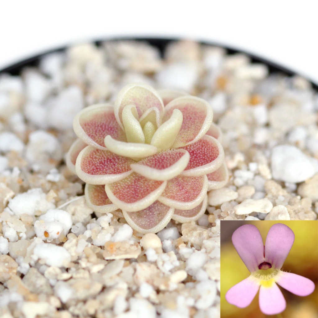 Pinguicula esseriana Mexican Butterwort Curious Plant
