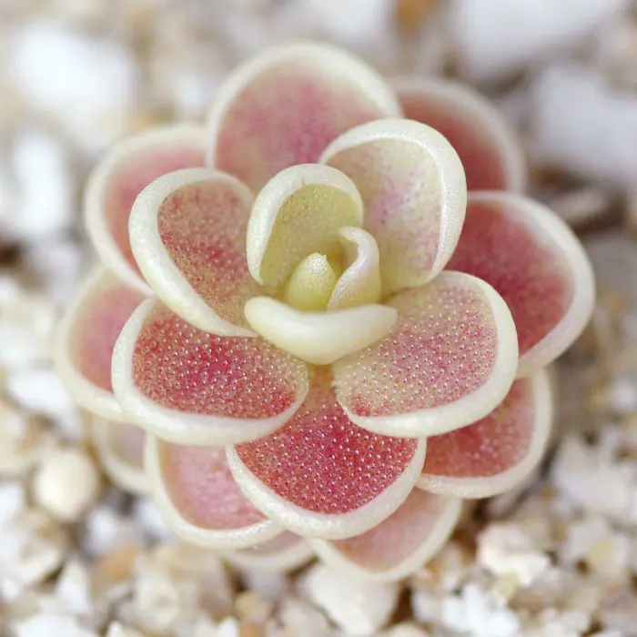 Pinguicula esseriana Butterwort Carnivorous Plants