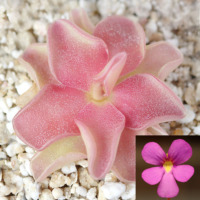 Pinguicula 'Pirouette'