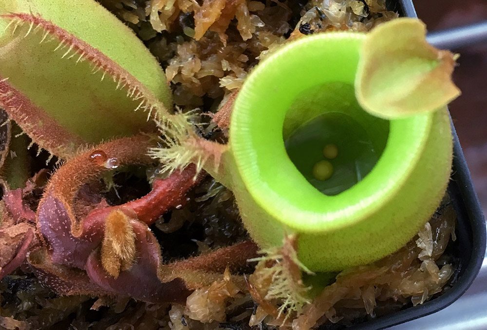 Pitcher Plant with Food