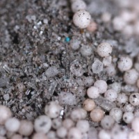 Maxsea 16-16-16 Carnivorous Plant Fertilizer