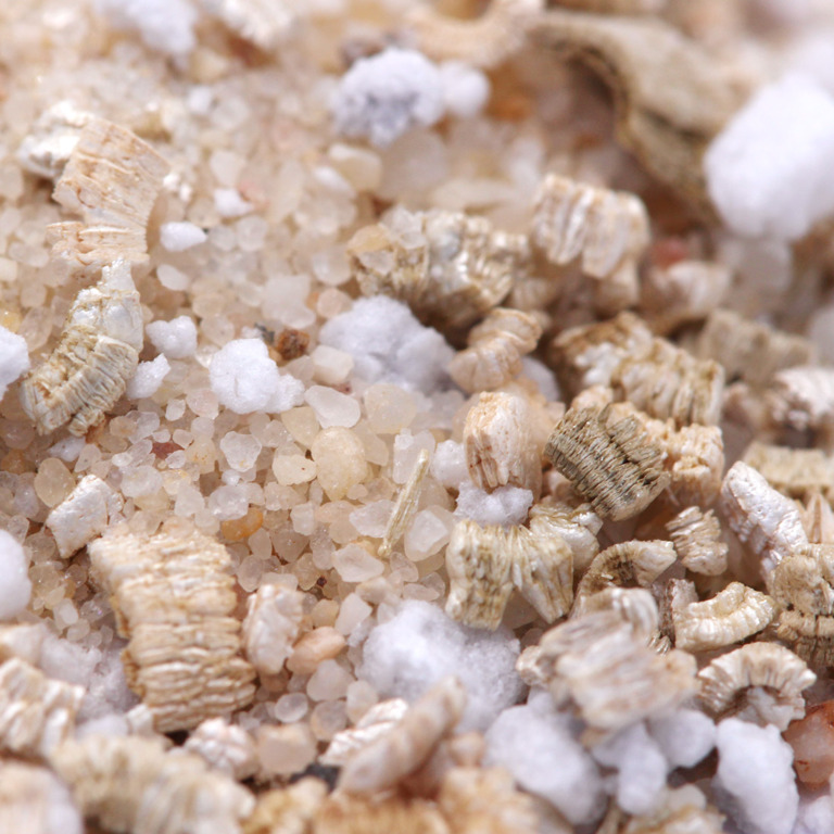 Carnivorous Mexican Butterwort Potting Mix Curious Plant