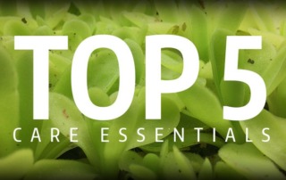 Top 5 Carnivorous Plant Care Essentials