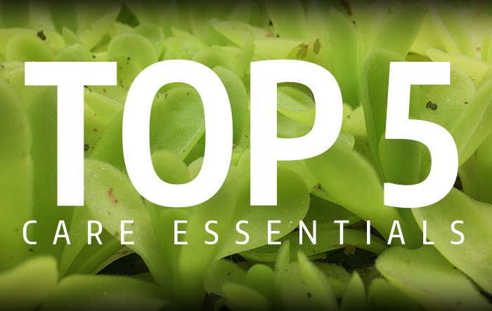 Top 5 Carnivorous Plant Care Essentials