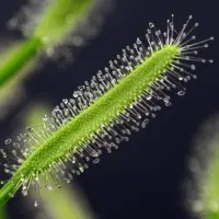 Drosera capensis 'Albino' Sundew Carnivorous Plants