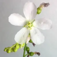 Drosera capensis 'Albino' Sundew Carnivorous Plants