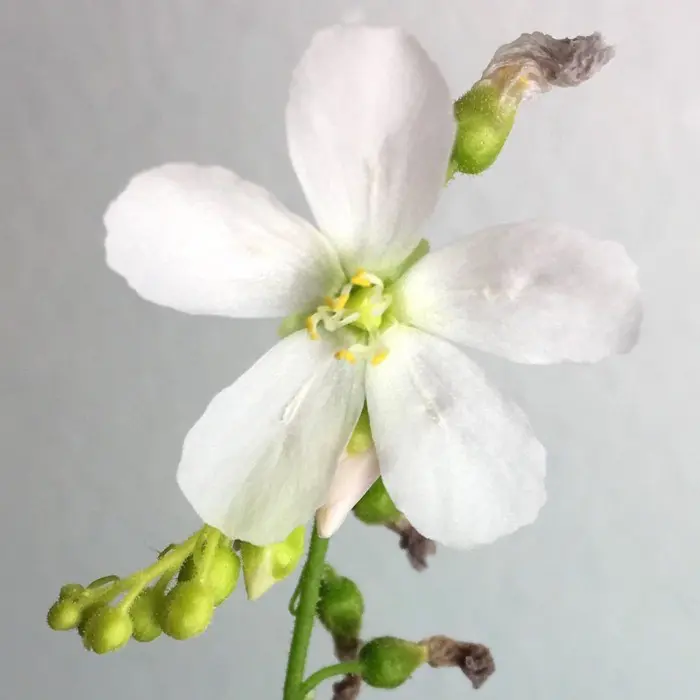 Drosera capensis 'Albino' Sundew Carnivorous Plants