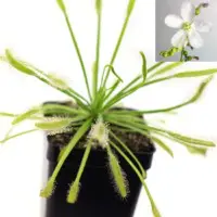 Drosera capensis 'Albino' Sundew Carnivorous Plants