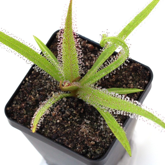 Drosera regia Sundew Carnivorous Plants