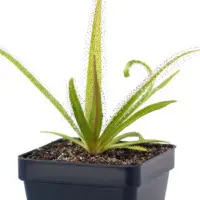 Drosera regia Sundew Carnivorous Plants