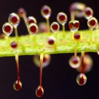 Drosera regia Sundew Carnivorous Plants