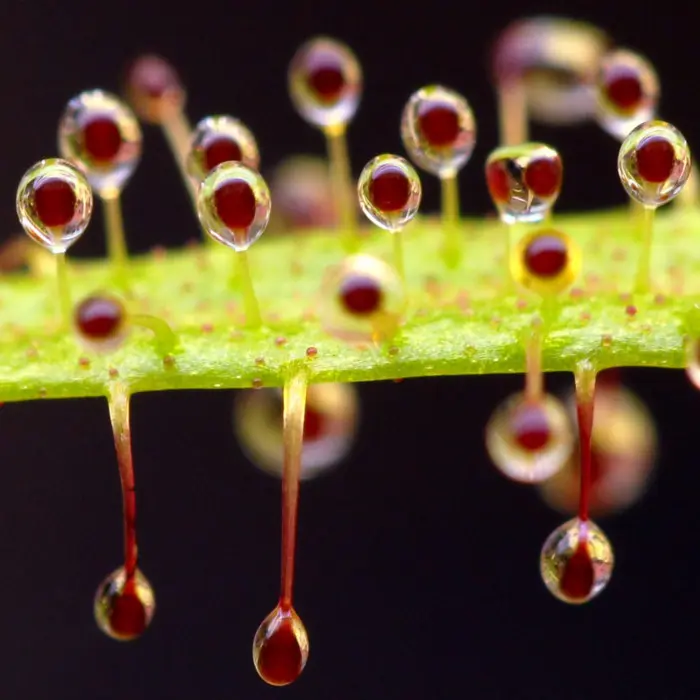 Drosera regia Sundew Carnivorous Plants