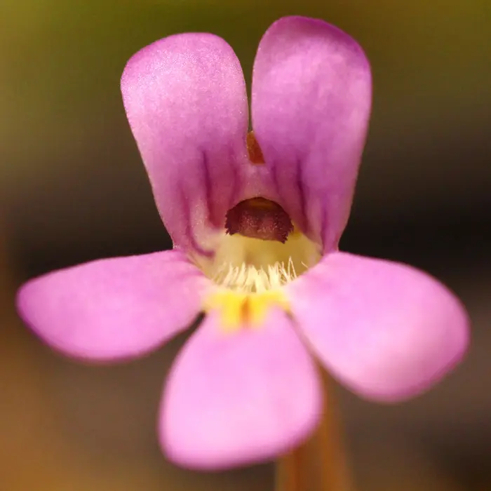 Pinguicula jaumavensis Butterwort Carnivorous Plants