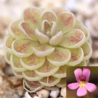 Pinguicula jaumavensis Butterwort Carnivorous Plants