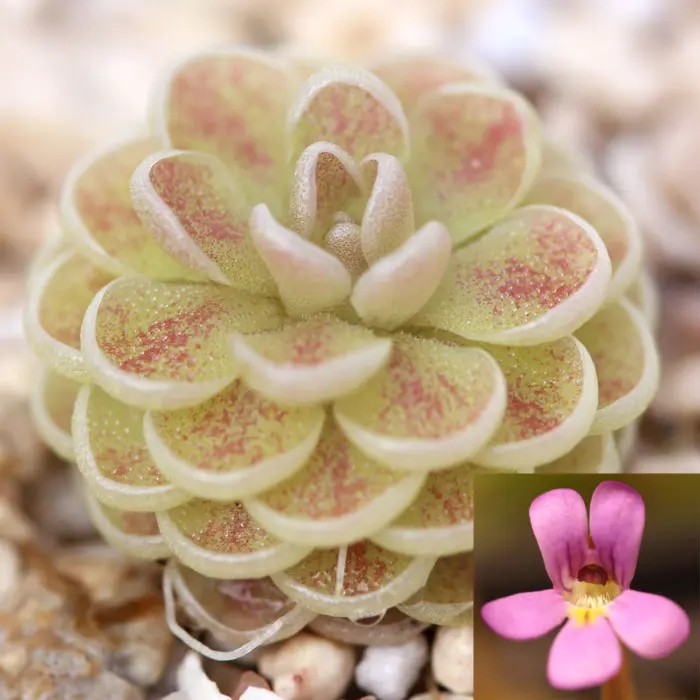Pinguicula jaumavensis Butterwort Carnivorous Plants