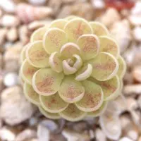Pinguicula jaumavensis Butterwort Carnivorous Plants