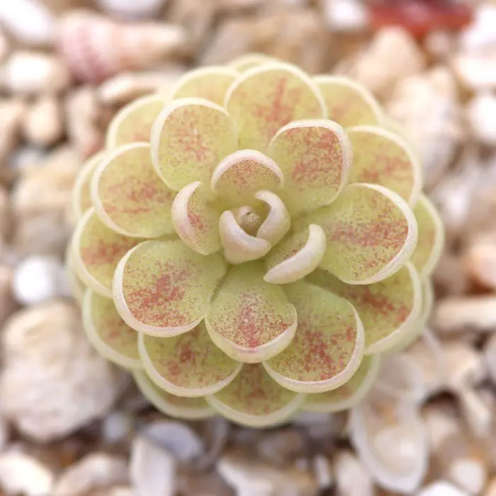 Pinguicula jaumavensis Butterwort Carnivorous Plants