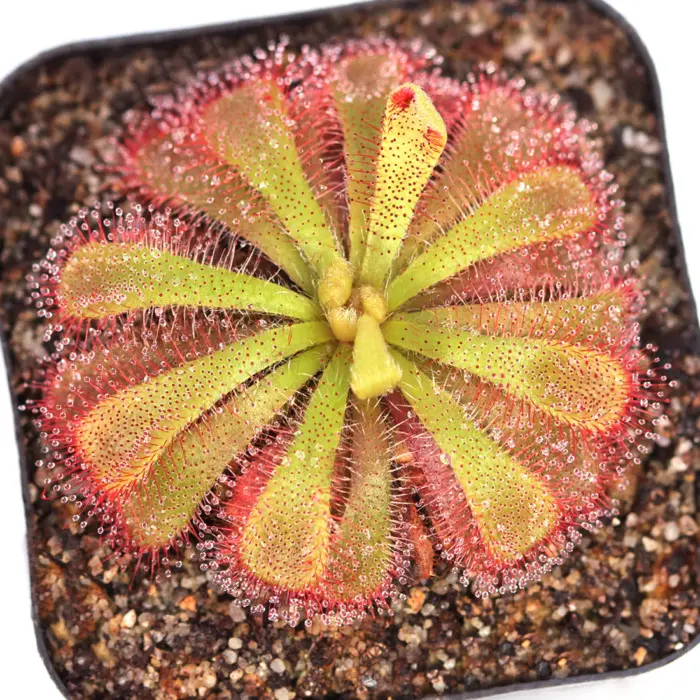 Drosera aliciae Sundew Carnivorous Plants