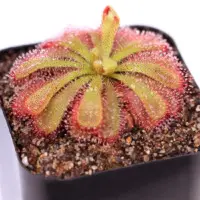 Drosera aliciae Sundew Carnivorous Plants
