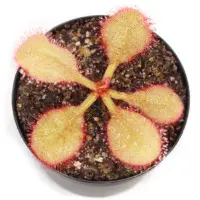 Drosera 'Andromeda' Sundew Carnivorous Plants