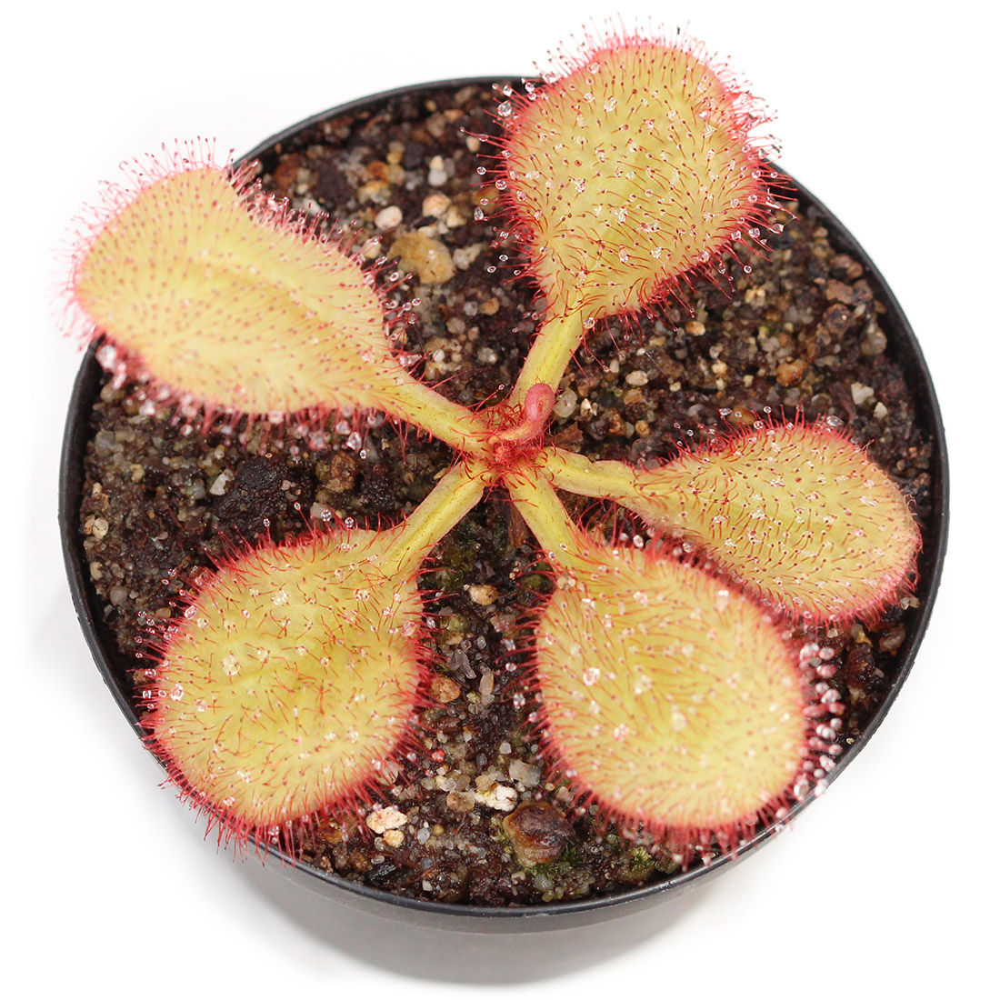 Sundews Carnivorous Plants Drosera /"Andromeda/" Schizandra x Prolifera