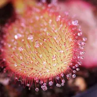 Drosera 'Andromeda' Sundew Carnivorous Plants