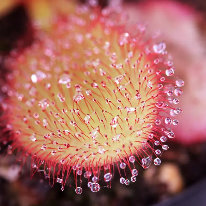 Drosera 'Andromeda' Sundew Carnivorous Plants