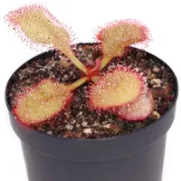 Drosera 'Andromeda' Sundew Carnivorous Plants
