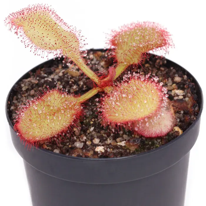 Drosera 'Andromeda' Sundew Carnivorous Plants