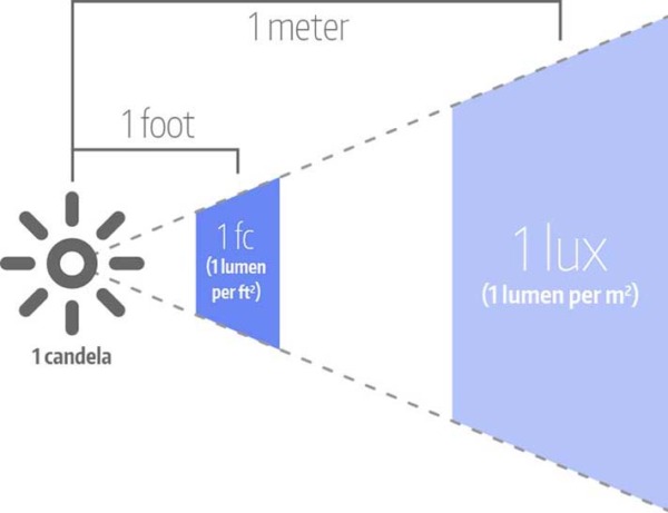 How much light do carnivorous plants need? - Part 2 | Curious Plant