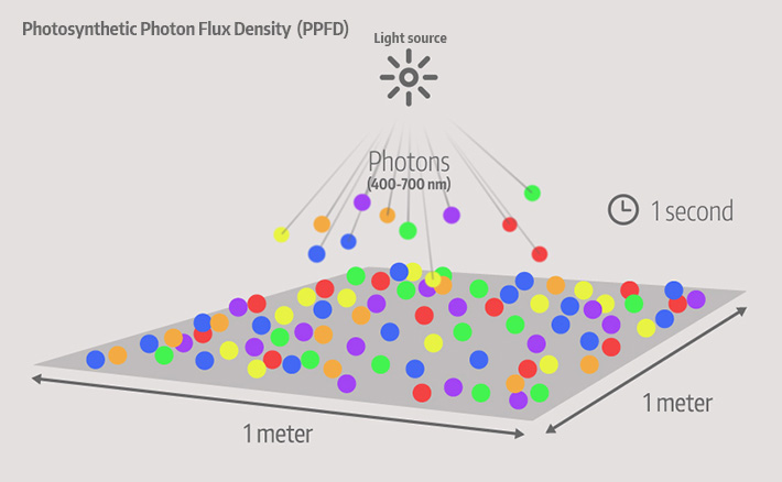 Photosynthetic Photon Flux Density (PPFD)