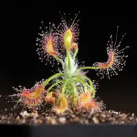 Drosera scorpioides Sundew Carnivorous Plants