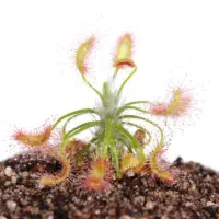 Drosera scorpioides Sundew Carnivorous Plants