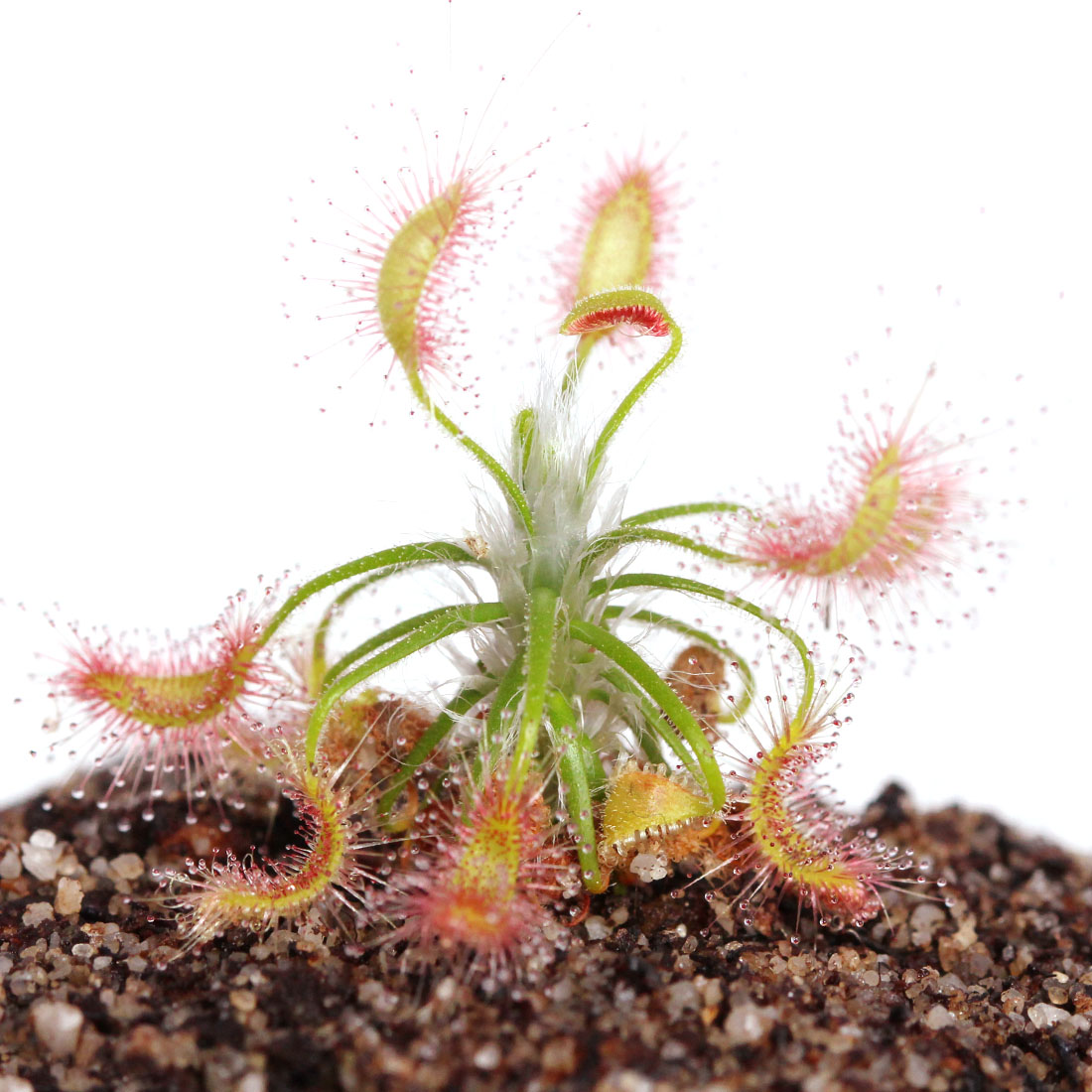 Drosera Scorpioides Pygmy Sundews Curious Plant
