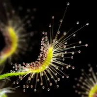 Drosera scorpioides Sundew Carnivorous Plants