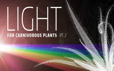 Light Carnivorous Plants