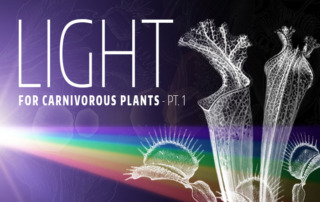 Light Type Carnivorous Plants