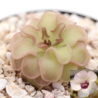 Pinguicula rotundiflora `Aramberri, Nuevo Leon´