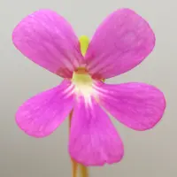 Pinguicula 'Sethos' Butterwort Carnivorous Plants