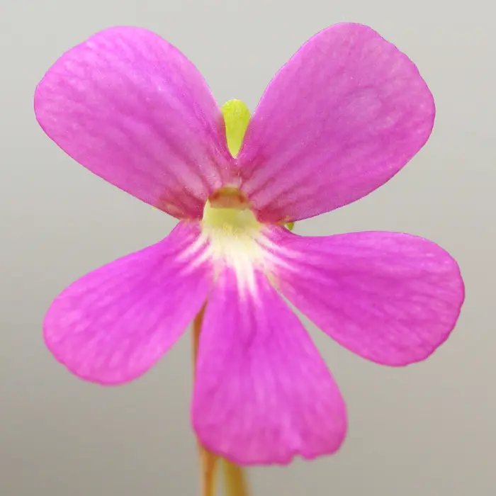 Pinguicula 'Sethos' Butterwort Carnivorous Plants