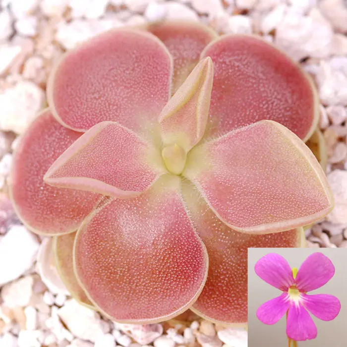 Pinguicula 'Sethos' Butterwort Carnivorous Plants